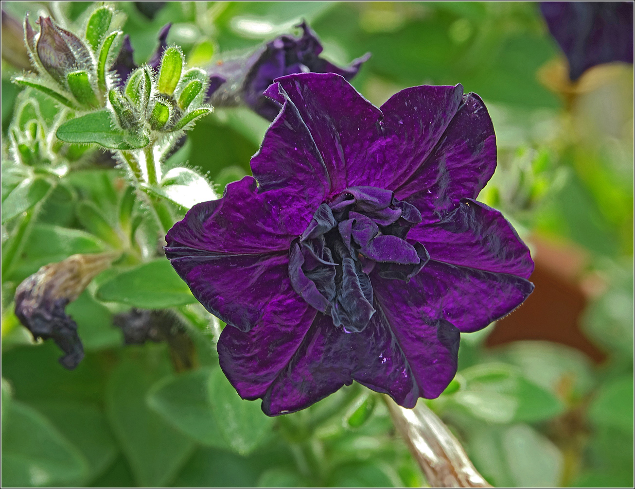 Image of Petunia × atkinsiana specimen.