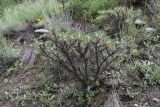 Astragalus denudatus