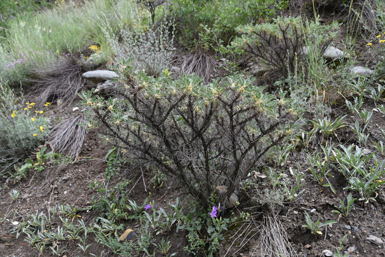 Изображение особи Astragalus denudatus.