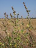 Althaea officinalis. Группа плодоносящих растений. Ульяновская обл., Мелекесский р-н, окр. с. Приморское, пойма Черемшанского залива Куйбышевского водохранилища, луг с участками засоления. 27.08.2022.