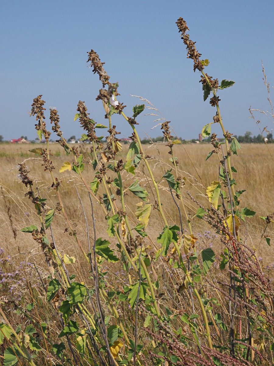 Изображение особи Althaea officinalis.