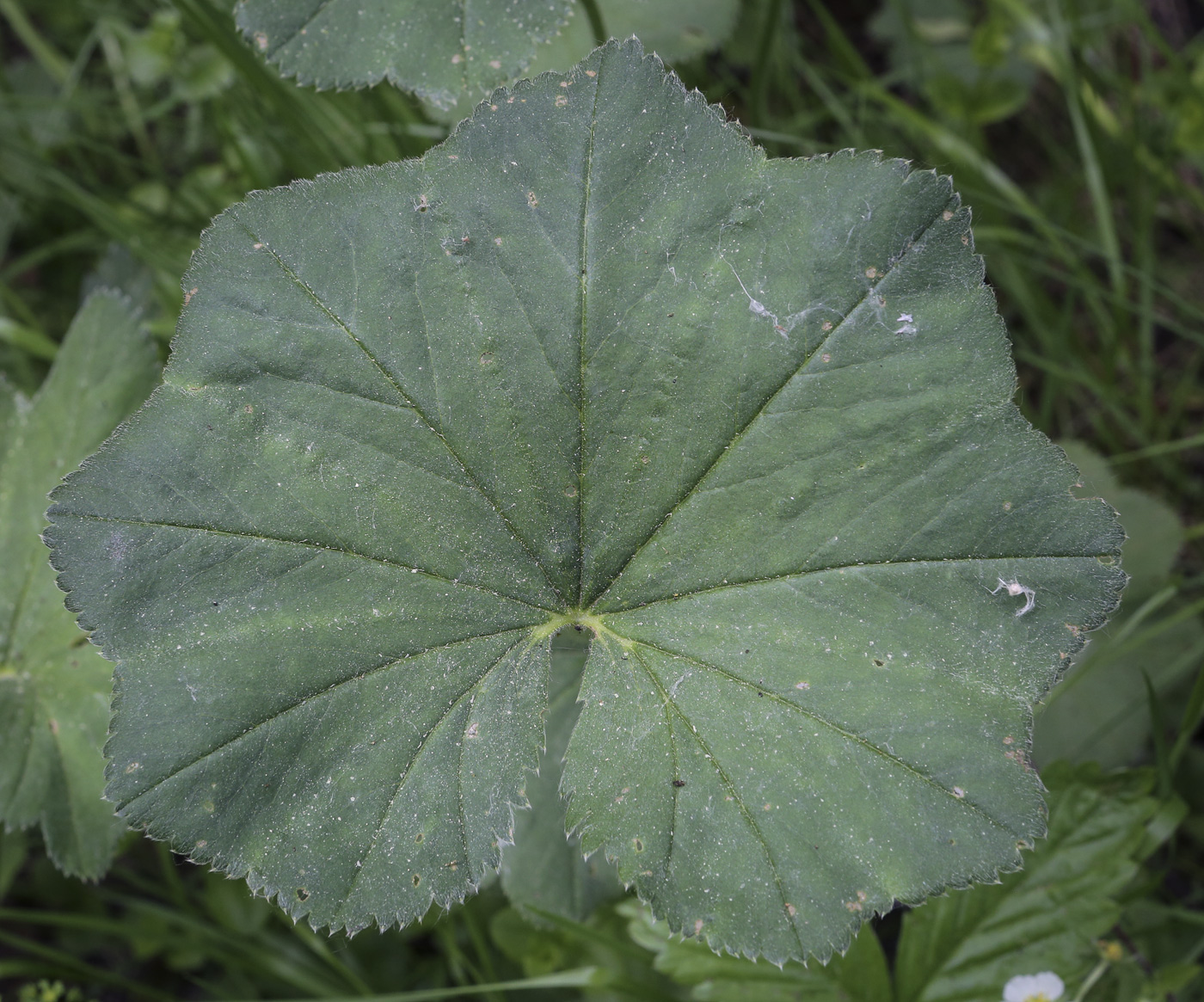 Image of genus Alchemilla specimen.