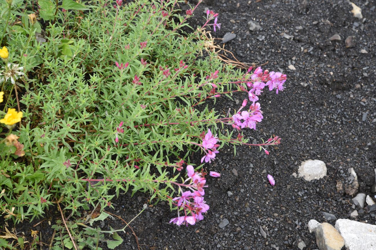 Image of Chamaenerion colchicum specimen.