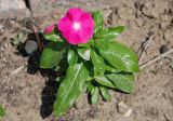 Catharanthus roseus