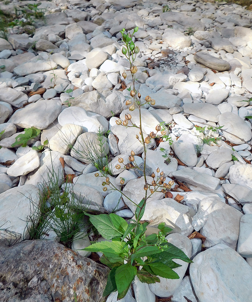 Изображение особи Scrophularia nodosa.