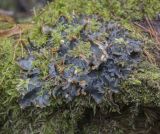 Peltigera polydactylon. Слоевище. Пермский край, Оханский р-н, Тулумбаихинское сельское поселение, Кунчурихинский бор, смешанный лес, на подушке из листостебельных мхов. 01.03.2023.