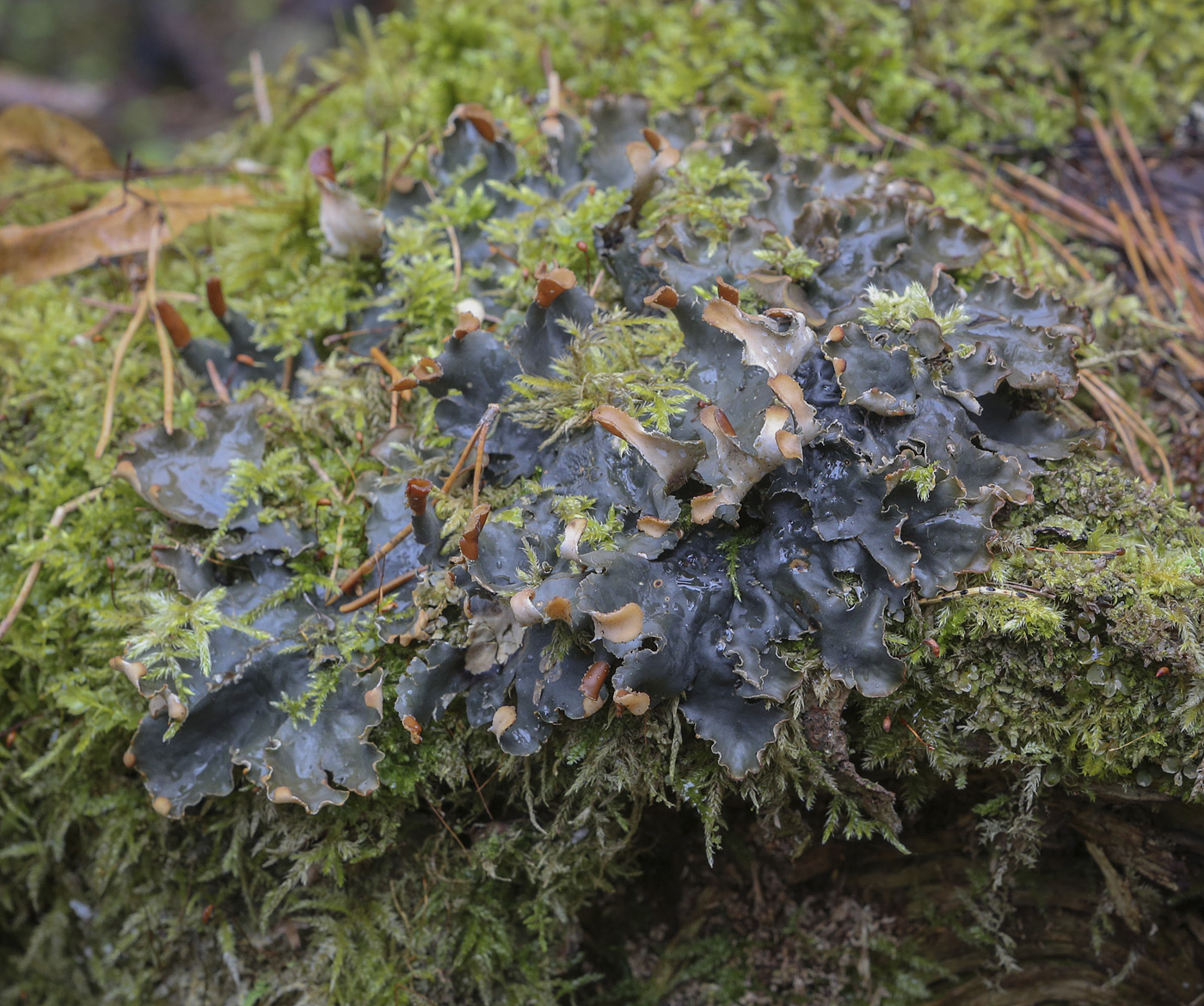 Image of genus Peltigera specimen.