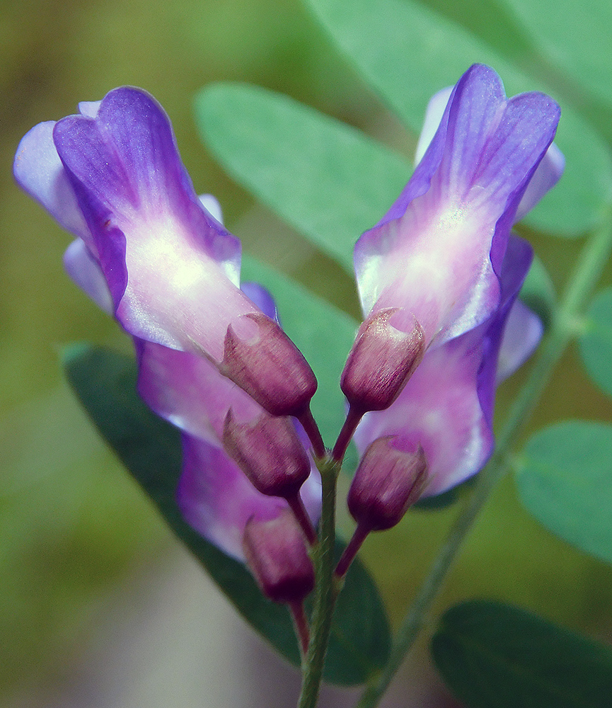 Image of Vicia cassubica specimen.