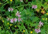 Trifolium pacificum. Соцветия. Приморье, Тернейский р-н, устье р. Джигитовка, приморский луг. 04.08.2012.