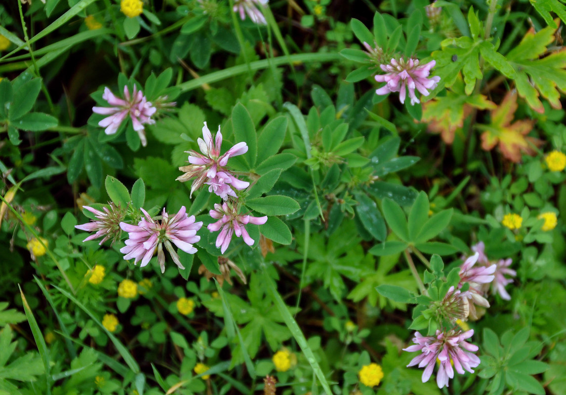 Изображение особи Trifolium pacificum.