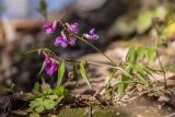 Lathyrus vernus. Цветущее растение. Адыгея, Майкопский р-н, окр. пос. Каменномостский, широколиственный лес. 02.04.2023.