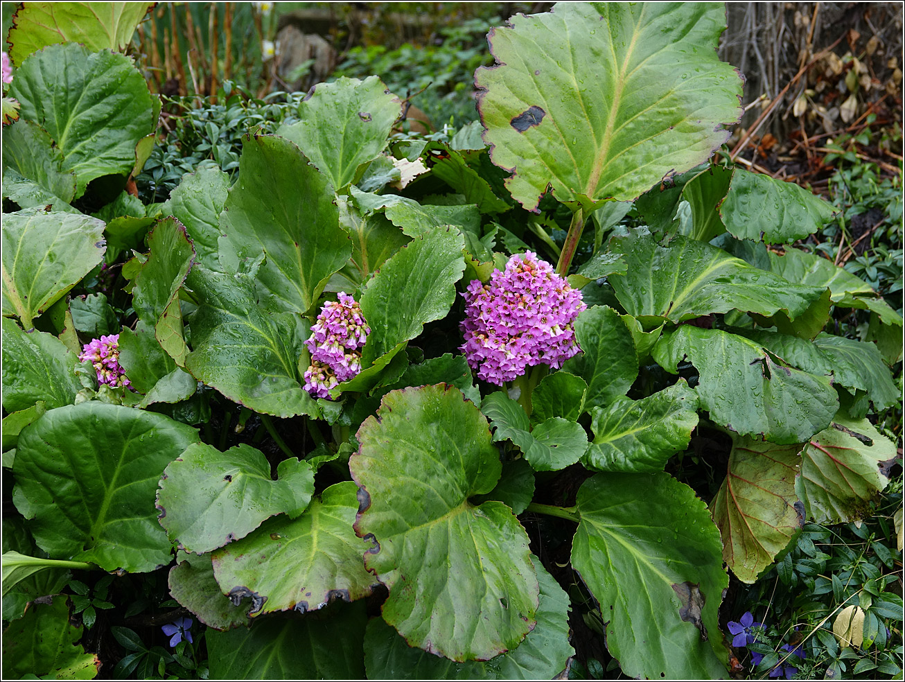 Изображение особи Bergenia crassifolia.