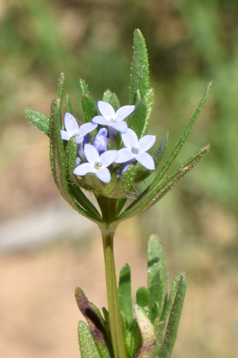 Image of Asperula arvensis specimen.