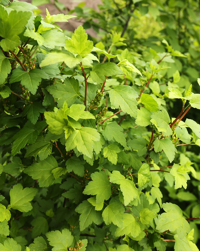 Image of Ribes komarovii specimen.