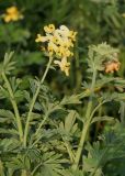 Corydalis nobilis