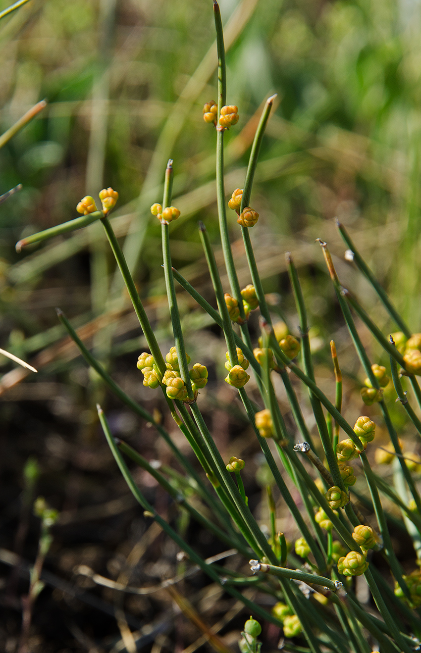 Image of Ephedra distachya specimen.