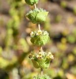 Смотреть изображение Sideritis cypria