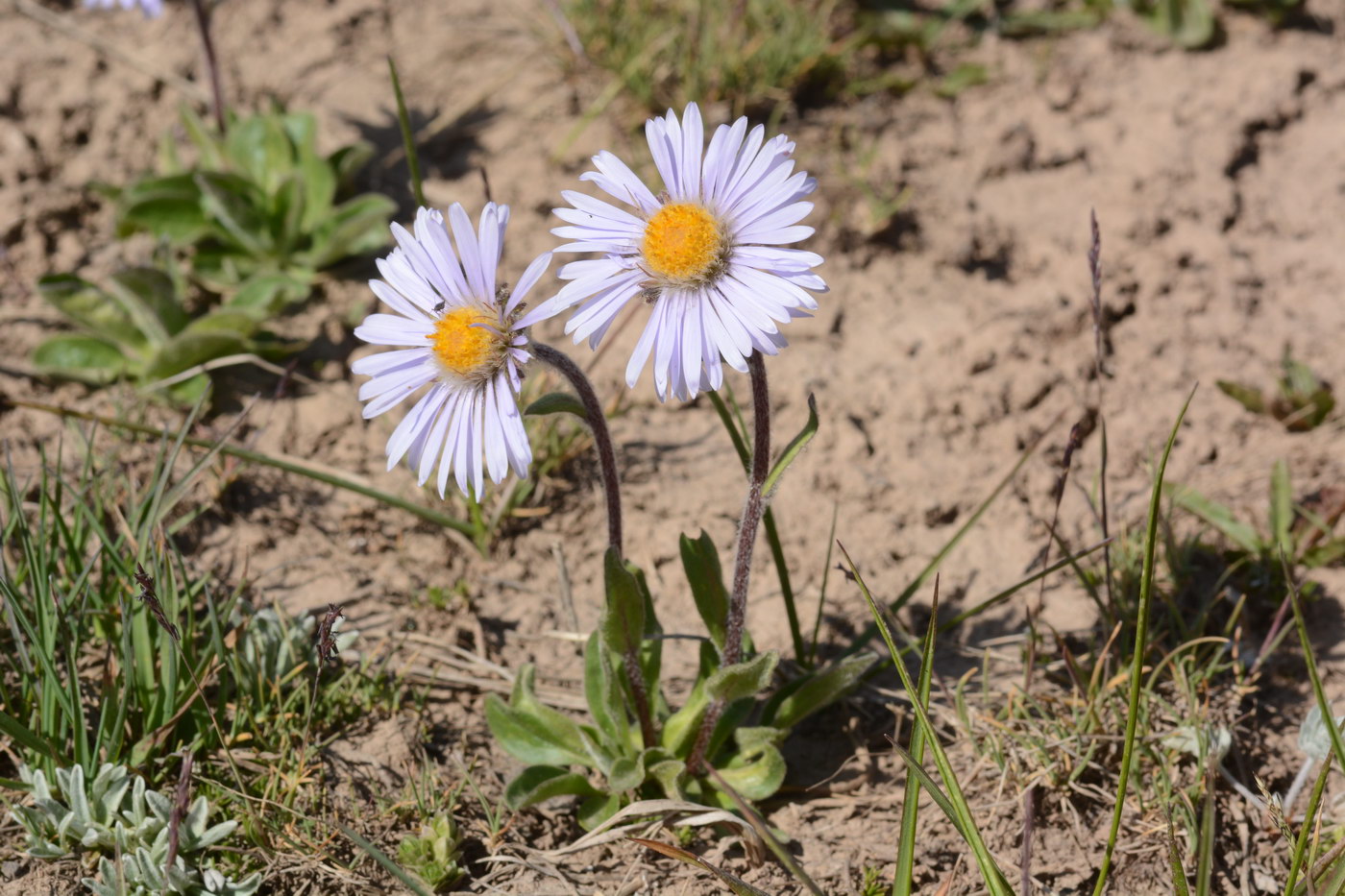 Изображение особи Erigeron heterochaeta.