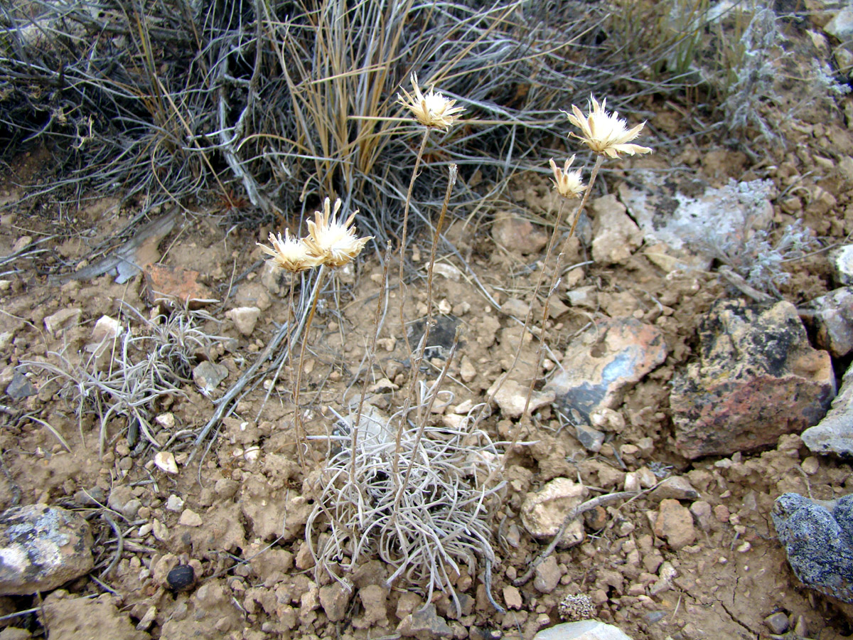 Image of Jurinea trifurcata specimen.