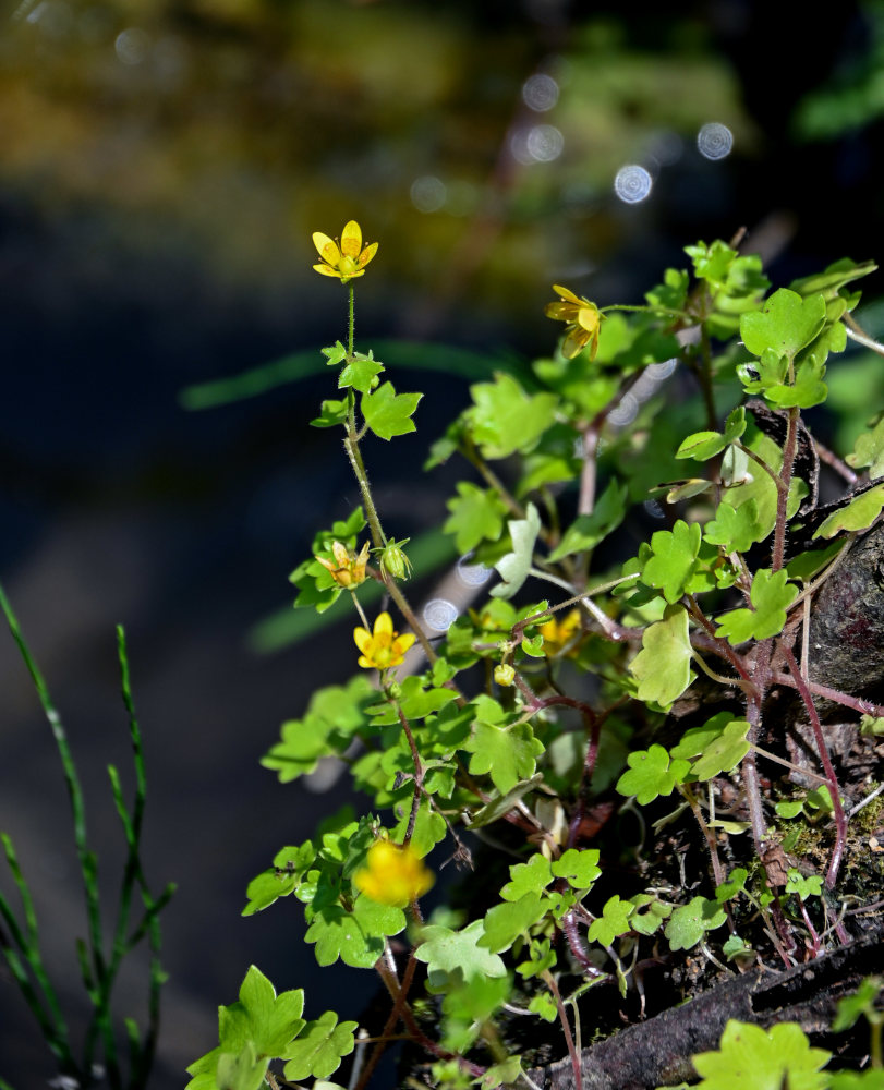 Image of Saxifraga cymbalaria specimen.