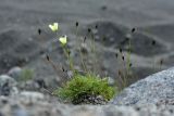 Papaver lapponicum