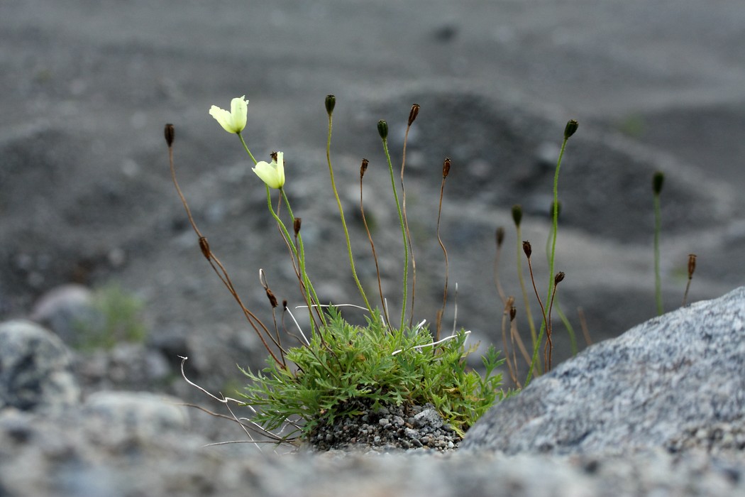 Image of Papaver lapponicum specimen.