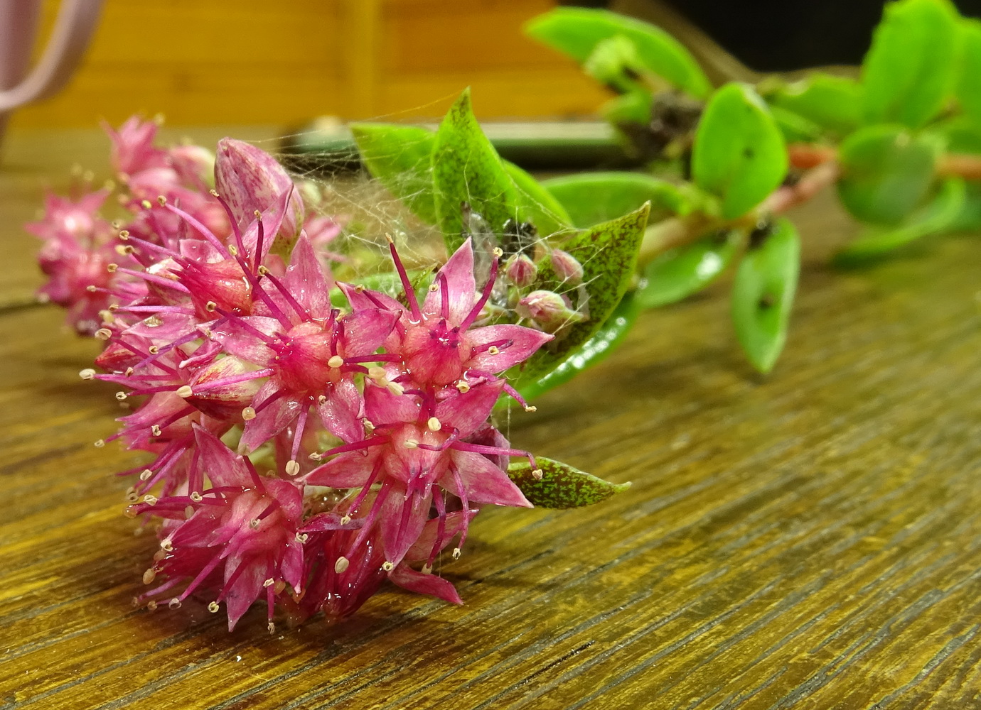 Изображение особи Hylotelephium triphyllum.