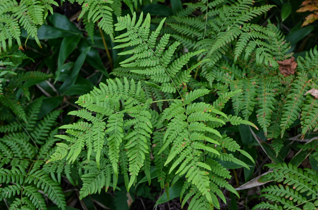 Изображение особи род Pteridium.