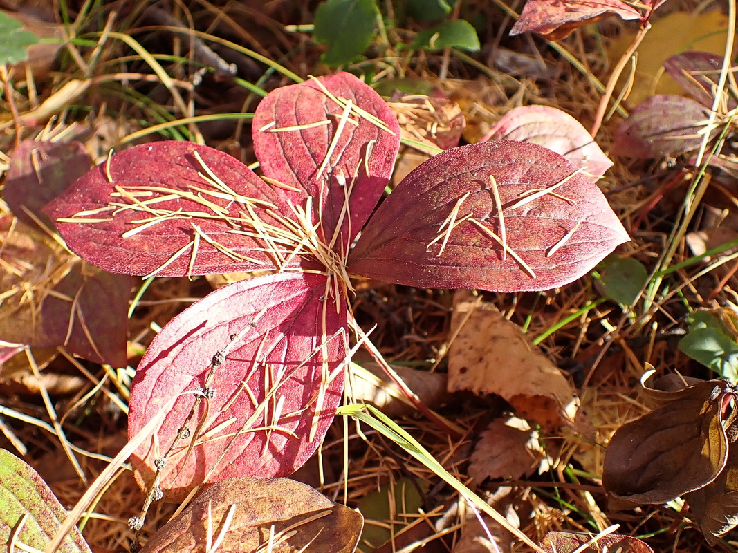 Изображение особи Chamaepericlymenum canadense.