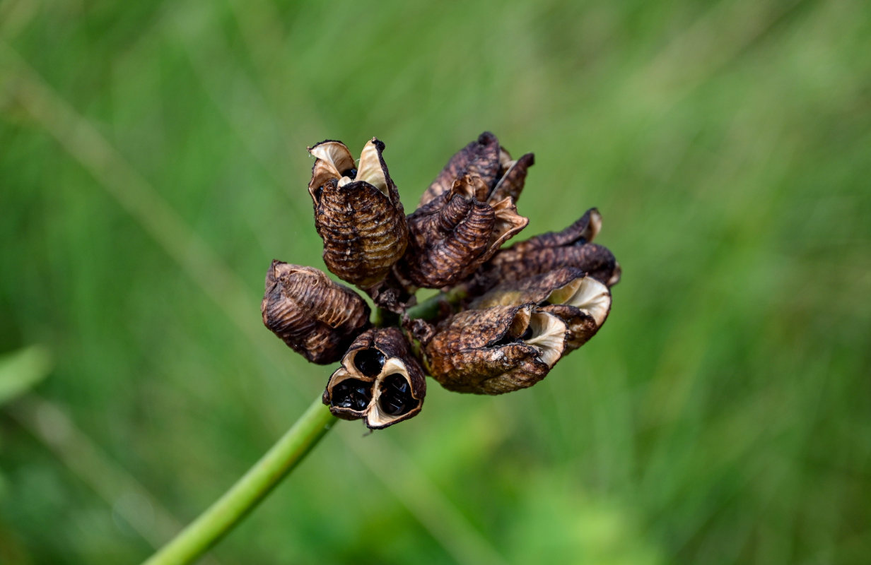 Изображение особи Hemerocallis middendorffii.