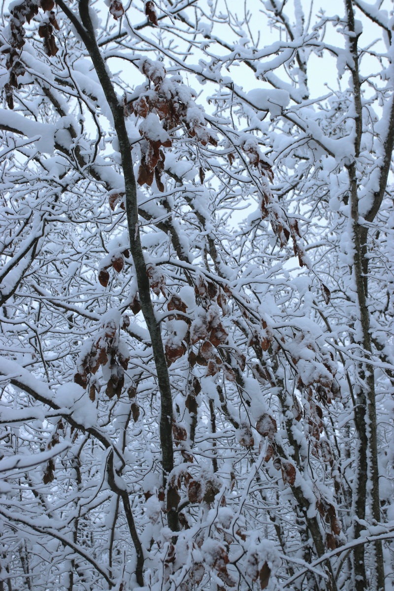 Image of Fagus sylvatica specimen.