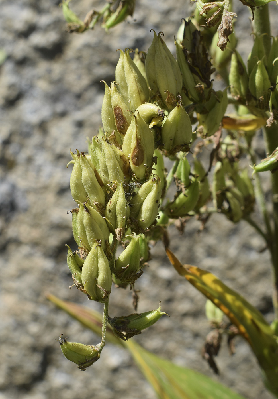 Image of Veratrum album specimen.