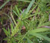 Galium rivale