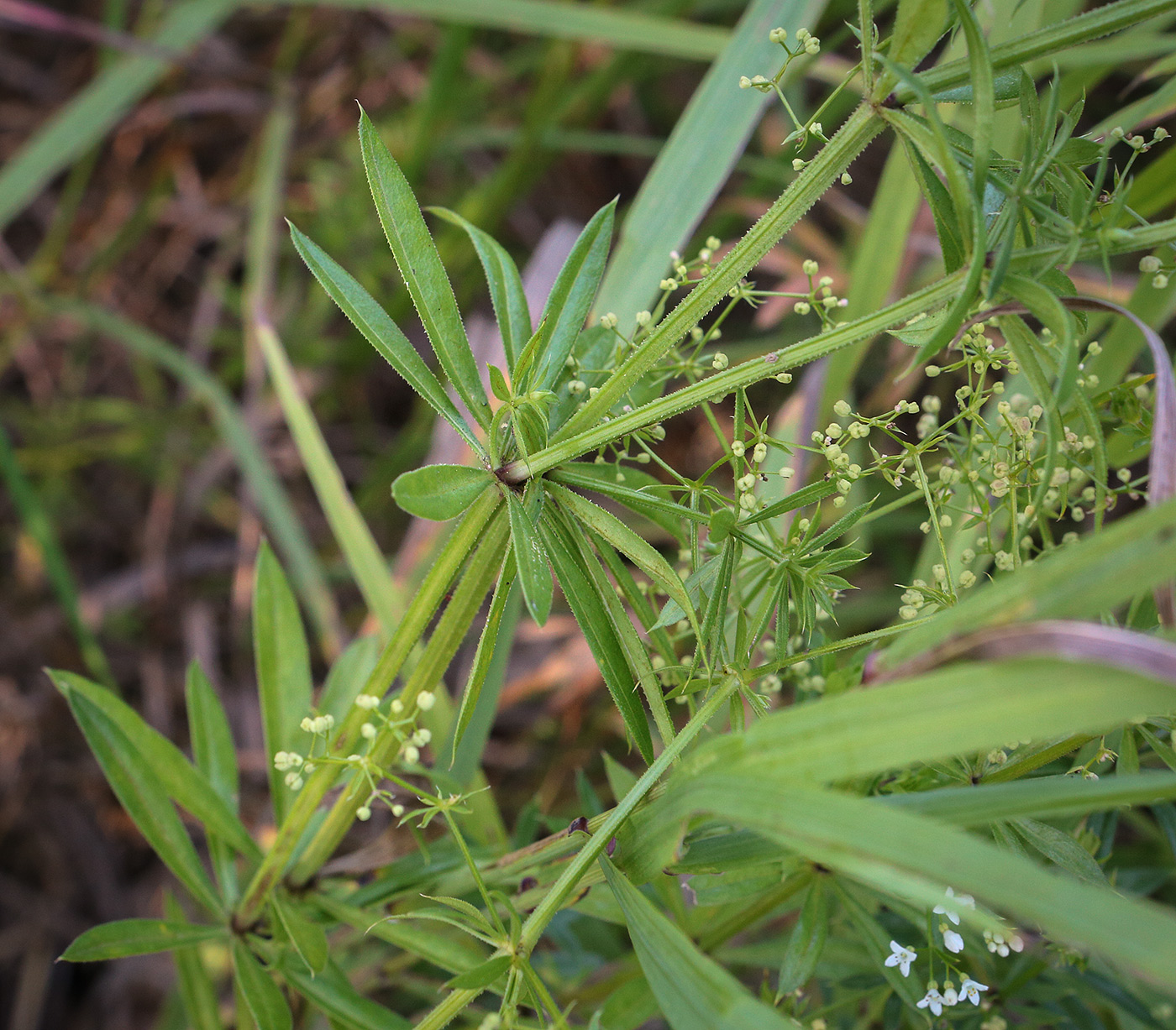 Image of Galium rivale specimen.