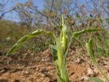 Silene italica