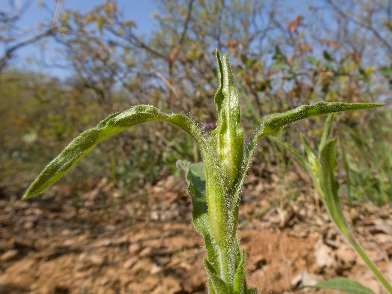 Изображение особи Silene italica.