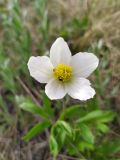 Anemone sylvestris. Цветок с кормящимися насекомыми. Самарская обл., Похвистневский р-н, вершина западного склона горы Копейка, степь. 03.05.2023.