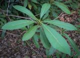 Rhododendron ponticum