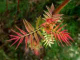 Sorbaria sorbifolia. Молодые листья. Беларусь, Минская обл., Мядельский р-н, национальный парк \"Нарочанский\", п-ов Наносы, этнокультурный комплекс \"Наносы\", в озеленении. 01.04.2024.