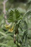 Vicia ciliatula