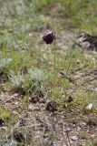 Fritillaria meleagroides