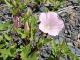 Calystegia amurensis