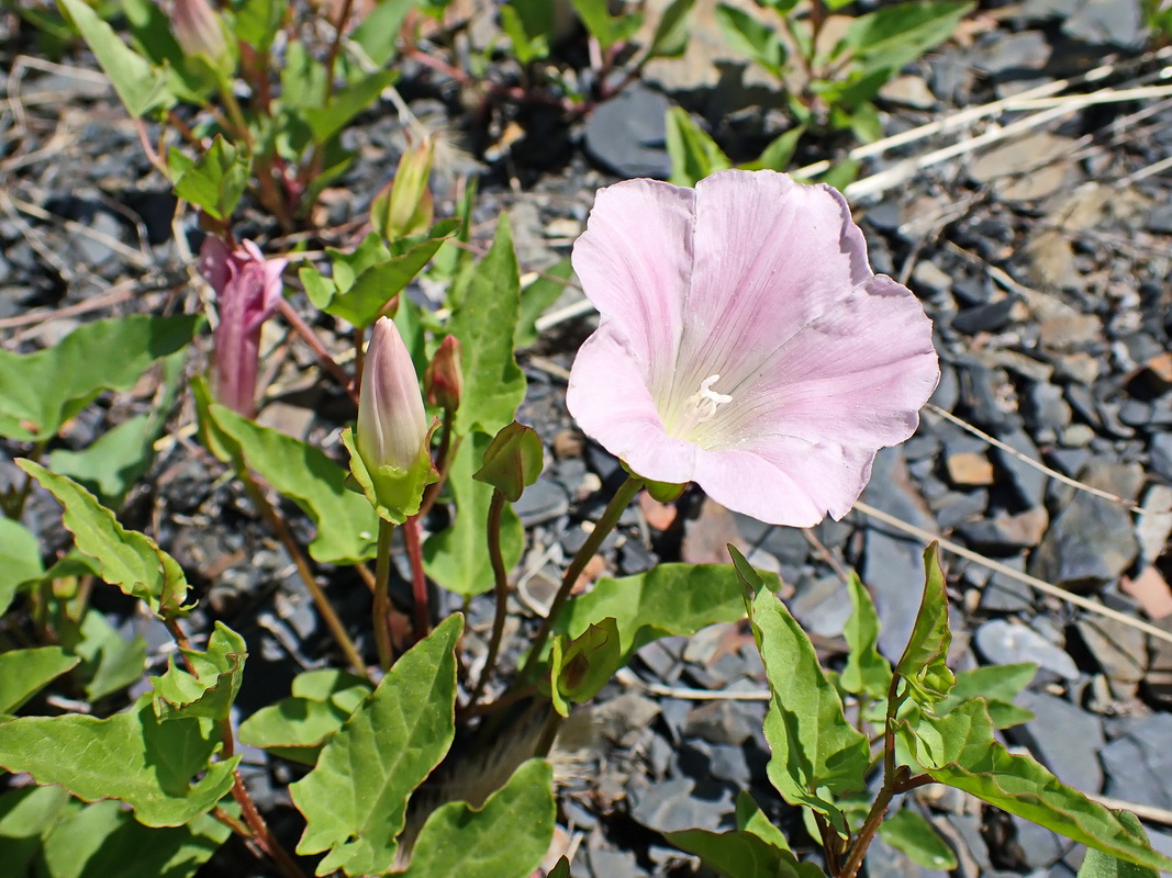 Изображение особи Calystegia amurensis.
