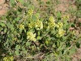 Atraphaxis pyrifolia