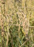 Oryza sativa. Верхушка побега с соплодием со зрелыми плодами (внизу - соцветия Paspalum paspalodes). Испания, Каталония, пров. Жирона, комарка Баш Эмпорда, муниципалитет Тороэлья-де-Монгри, дельта р. Тер, заливное поле. 21.10.2024.