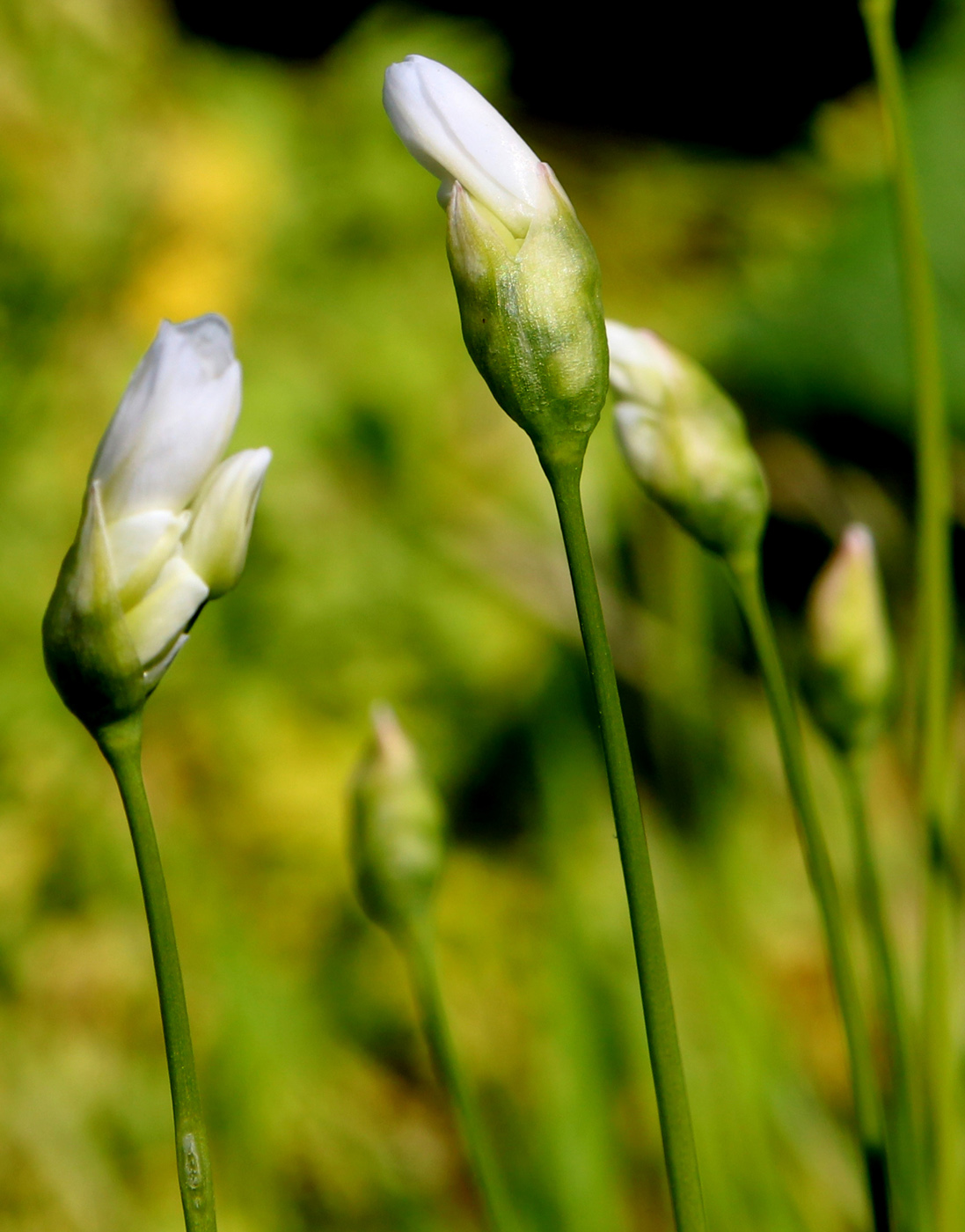 Изображение особи Allium zebdanense.