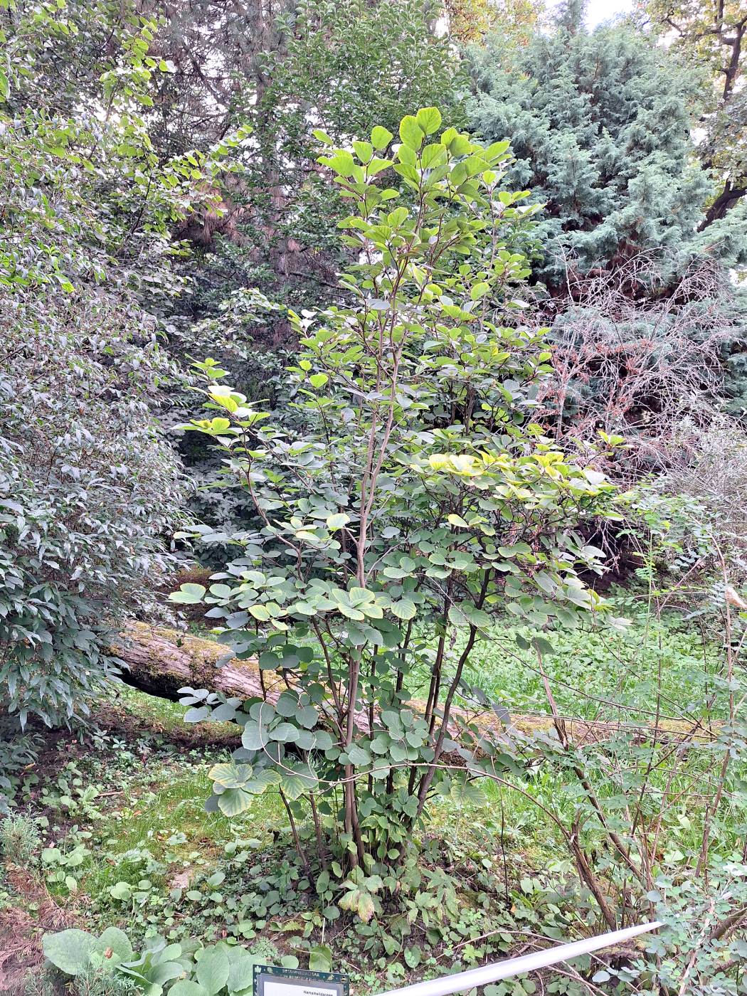 Image of Fothergilla major specimen.