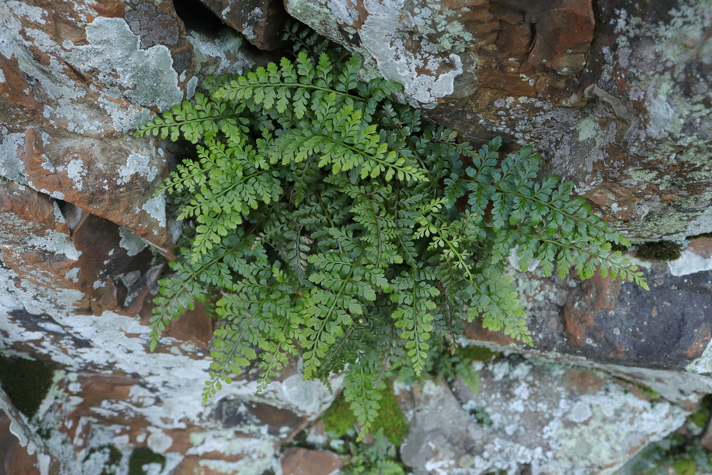 Изображение особи Asplenium billotii.