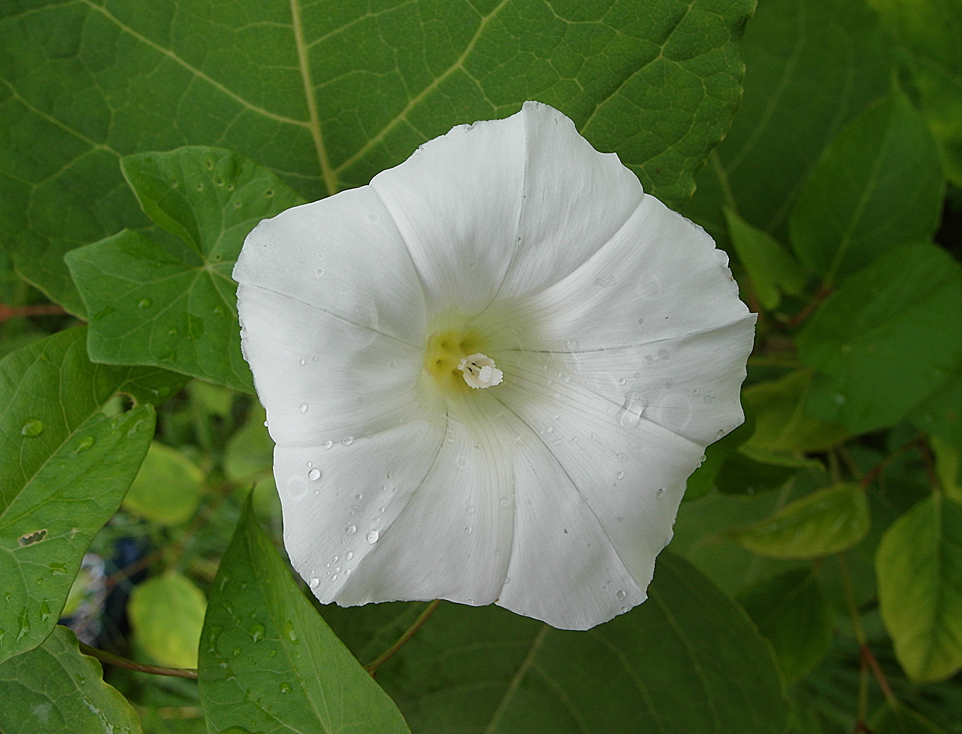 Изображение особи Calystegia sepium.
