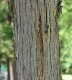 Cryptomeria japonica